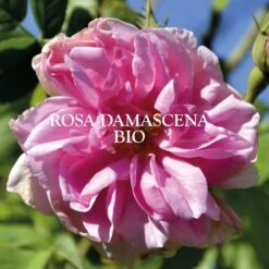 Acqua Floreale Di Rosa Antica Bio 200ml Eaux Florales Sanoflore -Corpo Vita Vendite 81900